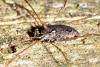 Platybunus sp.